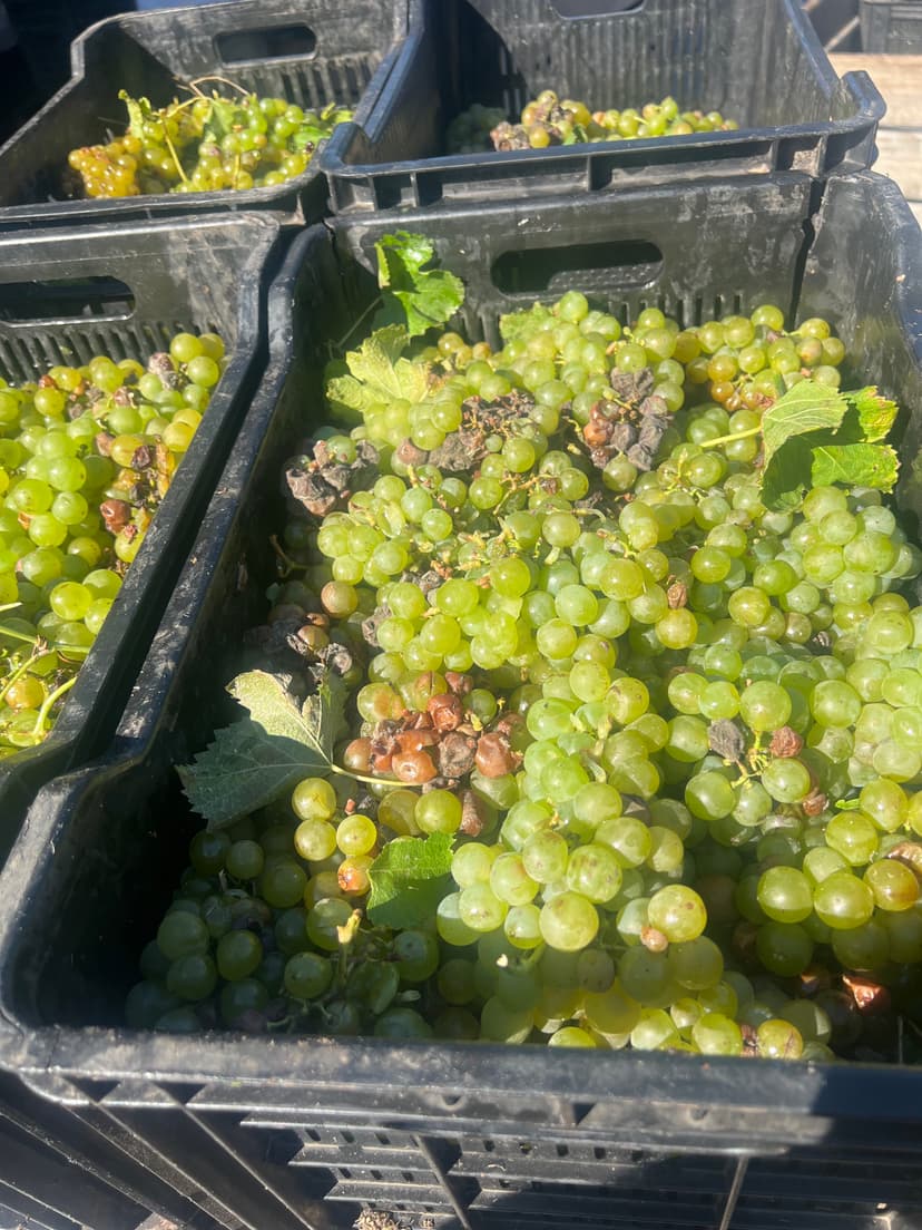 Masters Thesis Visual